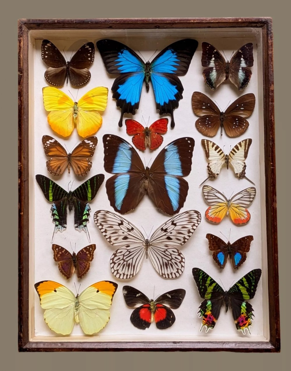 Antique Butterfly Display Cased