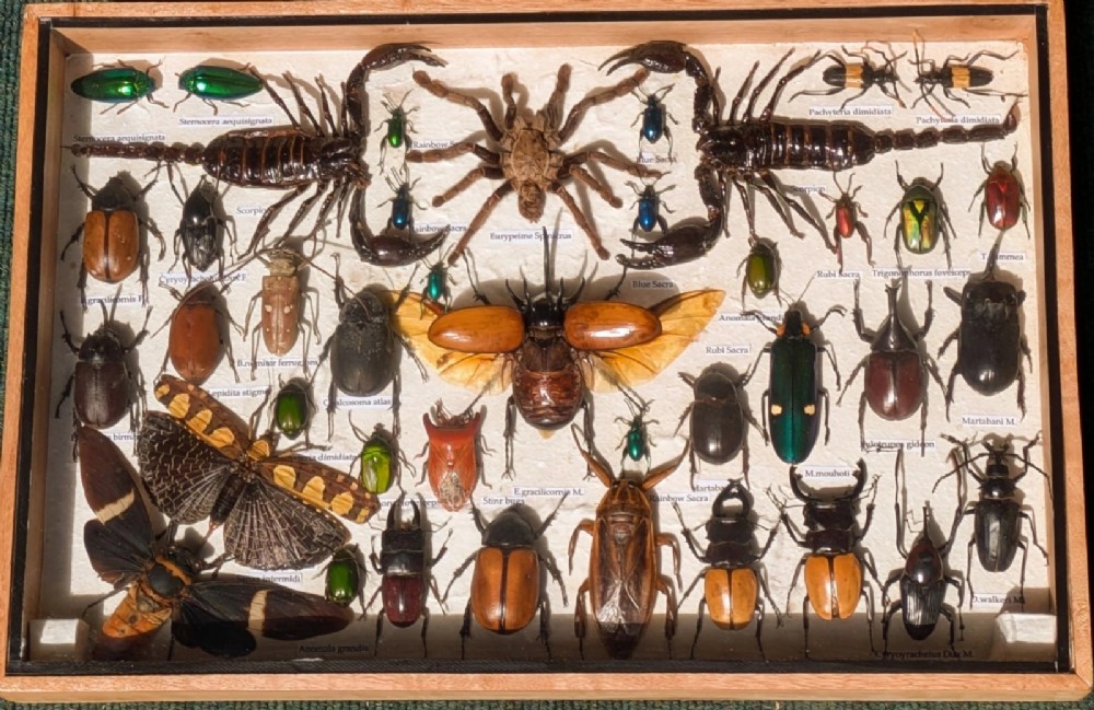 Entomology Cased Insect Specimen Collection Taxidermy