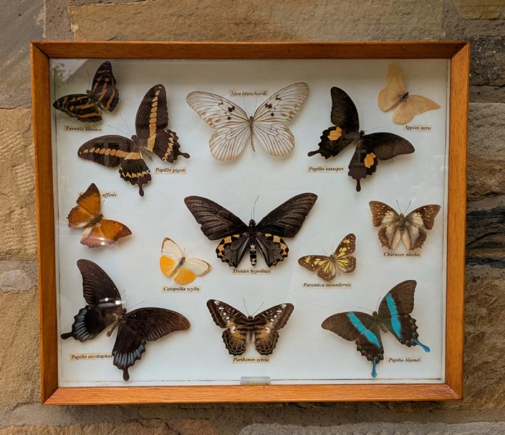 Beautiful Cased Display Tropical Butterflies