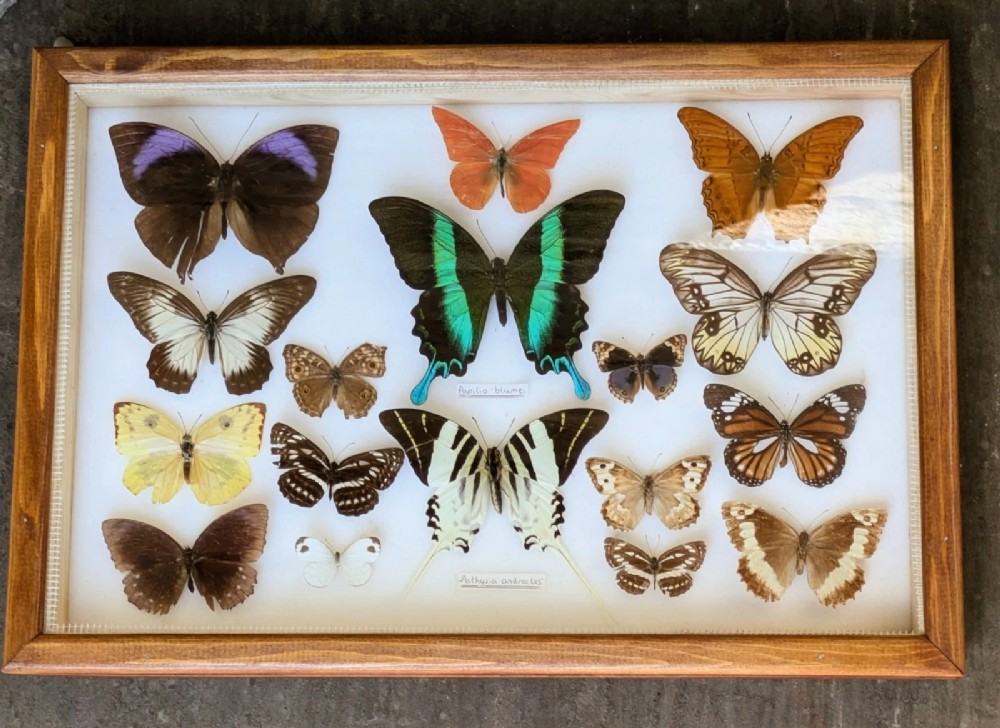 Colourful Tropical Butterfly Specimens in Display Case