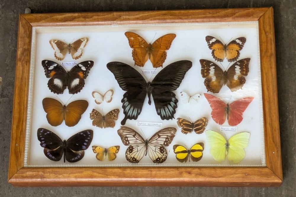 Colourful Tropical Butterfly Specimens in Display Case. No 1