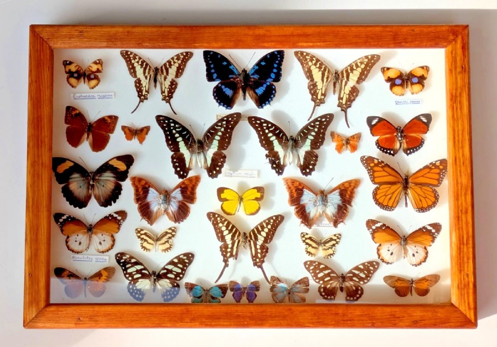 Collection Tropical Butterflies Glazed Case