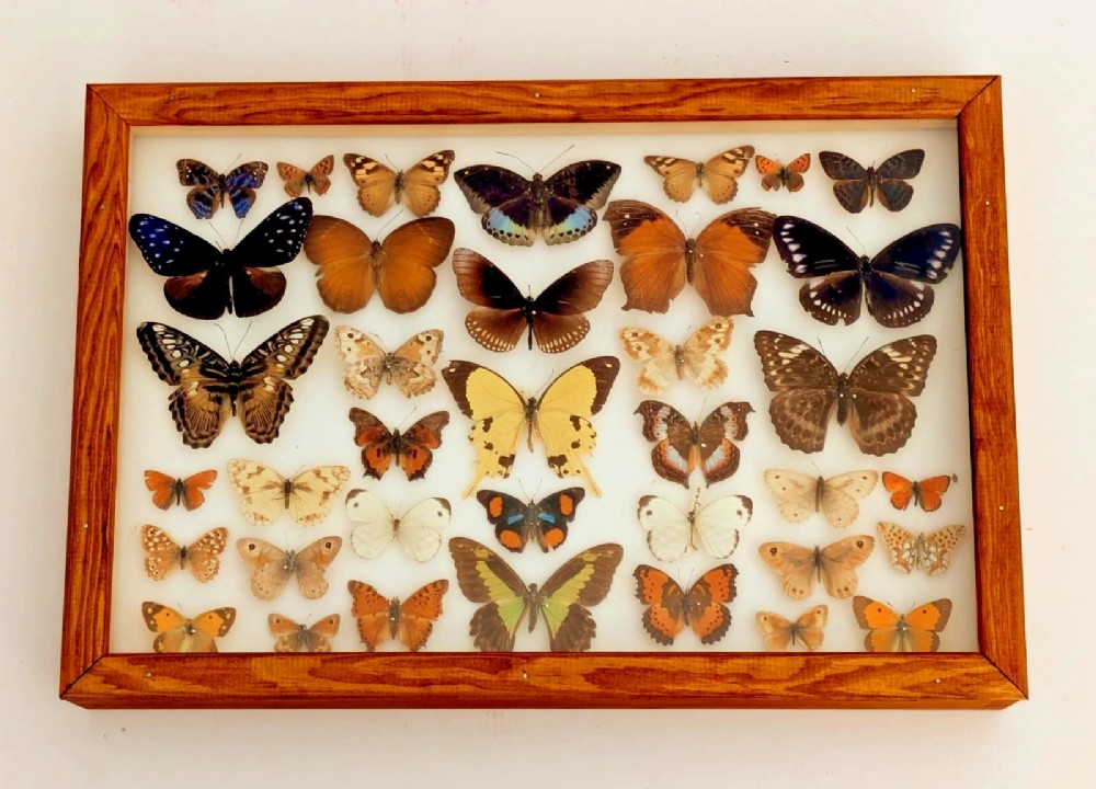 Cased Collection of Butterflies Tropical Specimens