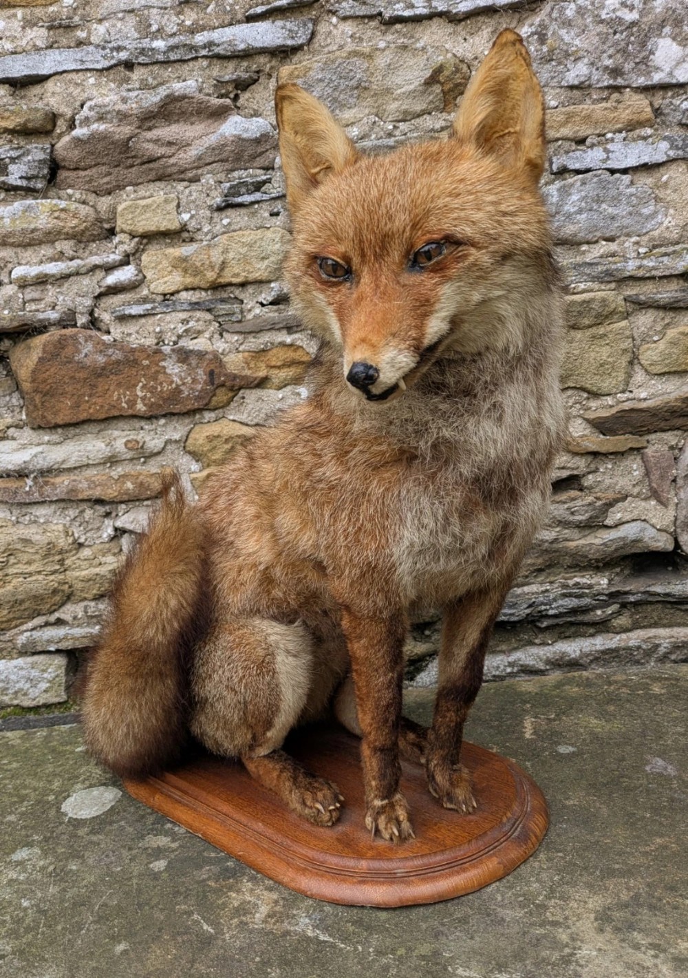 Taxidermy Seated Fox Full Mount (Vulpes Vulpes)
