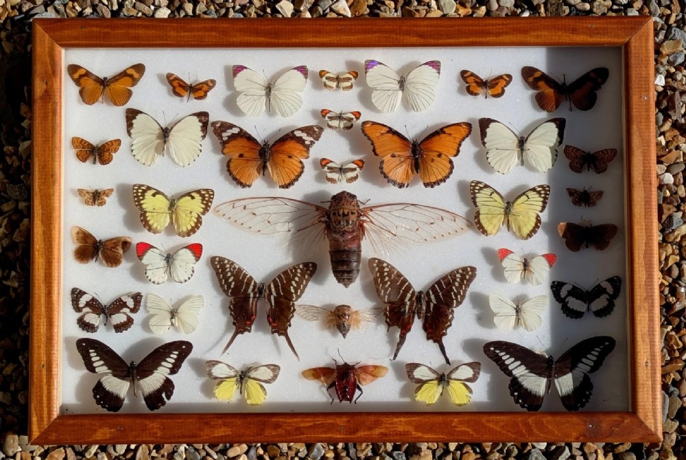 Cased Collection Tropical Butterflies and Insects No 2