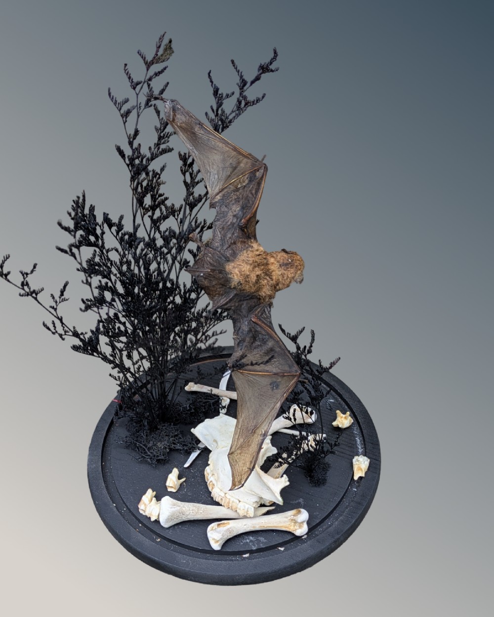 A taxidermy pipistrelle bat mounted in mid-flight inside a clear glass dome with dark dried flora and bones on a black ebonised base. View II