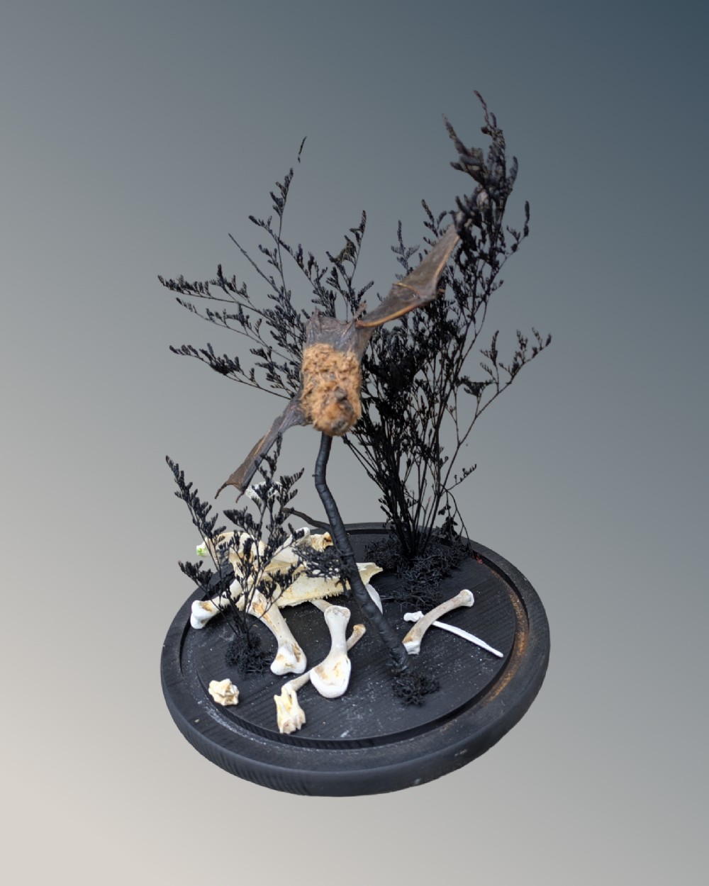 A taxidermy pipistrelle bat mounted in mid-flight inside a clear glass dome with dark dried flora and bones on a black ebonised base. View III