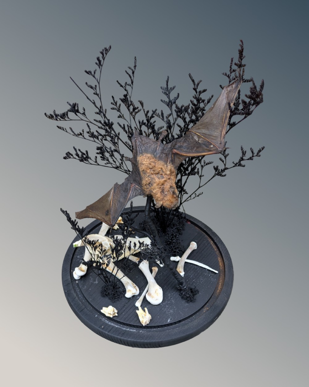 A taxidermy pipistrelle bat mounted in mid-flight inside a clear glass dome with dark dried flora and bones on a black ebonised base. View IV