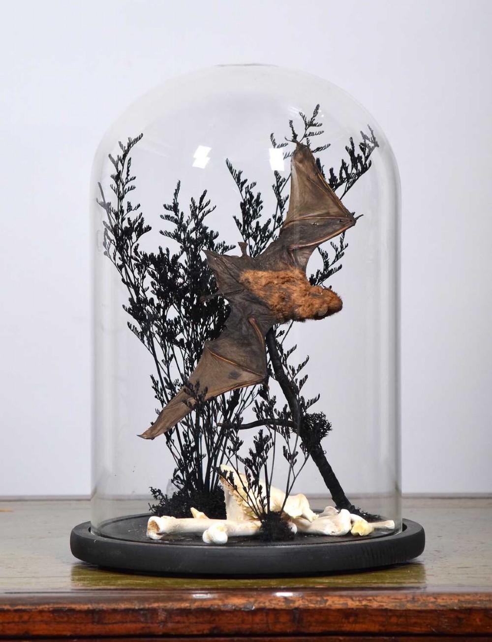 A taxidermy pipistrelle bat mounted in mid-flight inside a clear glass dome with dark dried flora and bones on a black ebonised base.