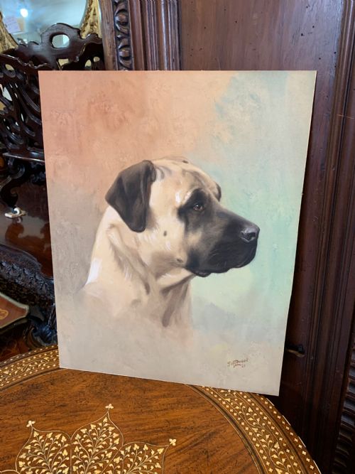 Mastiff Watercolour