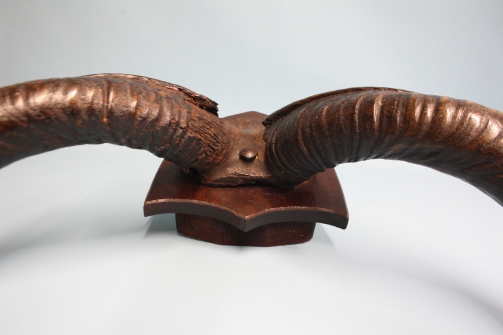 Pair of Addex horns View X
