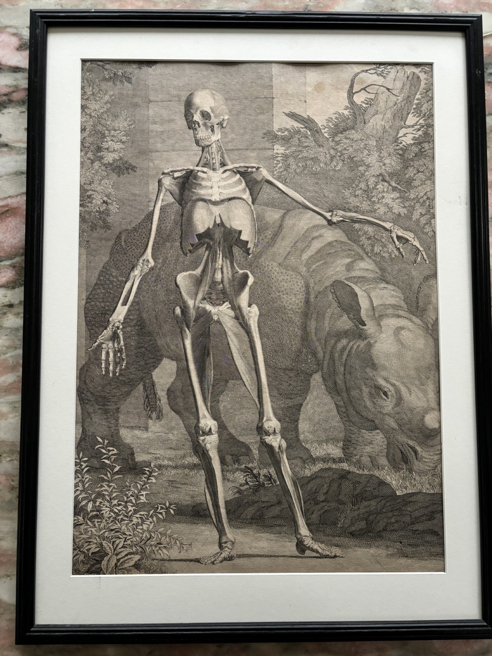 A framed monochrome 18th-century anatomical engraving depicting a human skeleton posed in front of a rhinoceros in a landscape.