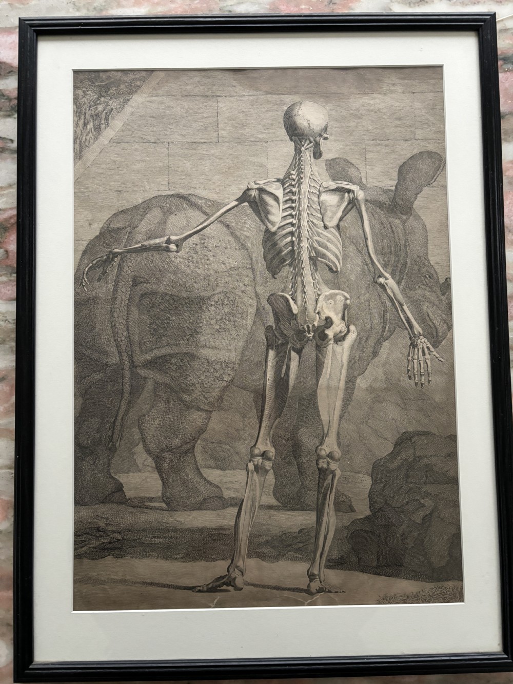 A framed monochrome 18th-century anatomical engraving depicting a human skeleton posed in front of a rhinoceros in a landscape. View III