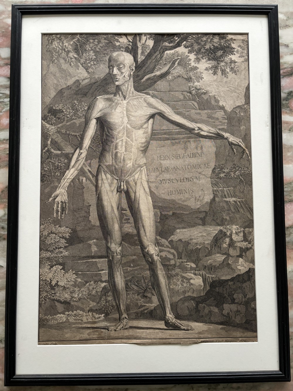 A framed monochrome 18th-century anatomical engraving depicting a human skeleton posed in front of a rhinoceros in a landscape. View V