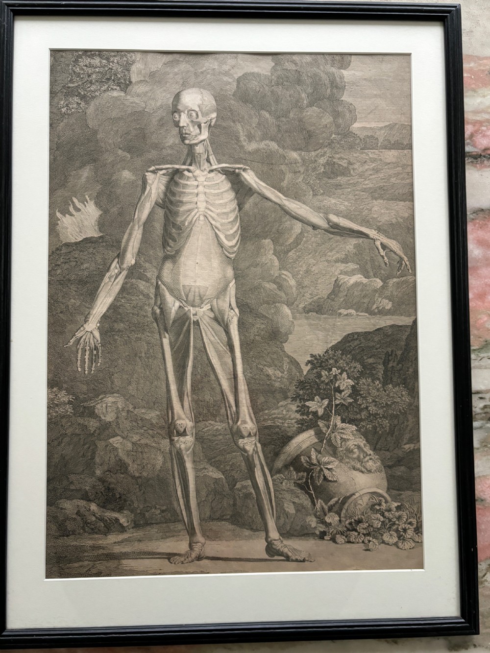 A framed monochrome 18th-century anatomical engraving depicting a human skeleton posed in front of a rhinoceros in a landscape. View VI