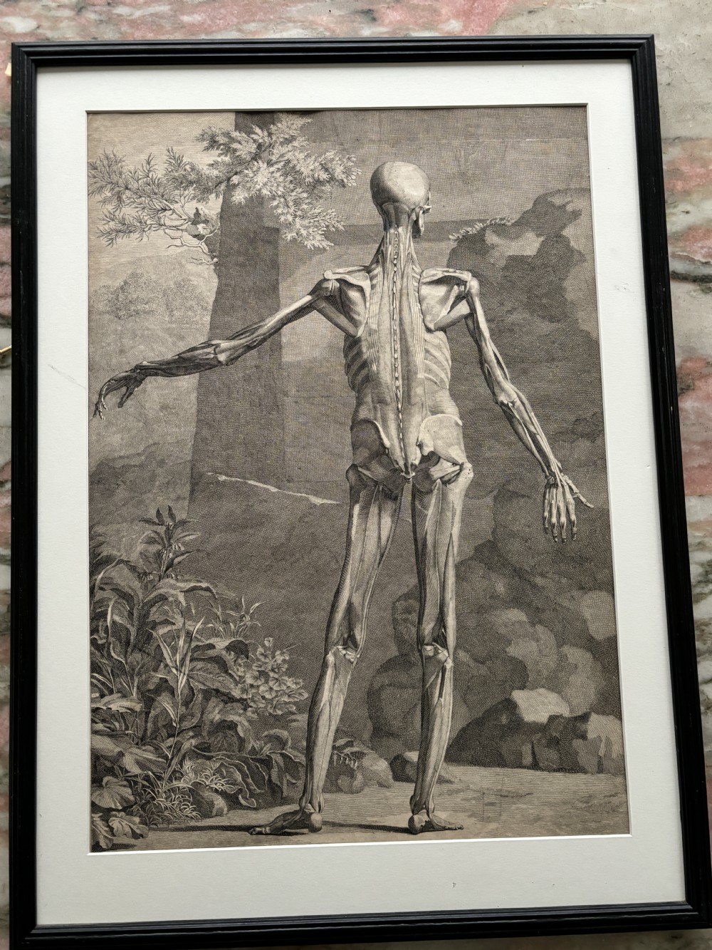A framed monochrome 18th-century anatomical engraving depicting a human skeleton posed in front of a rhinoceros in a landscape. View VII