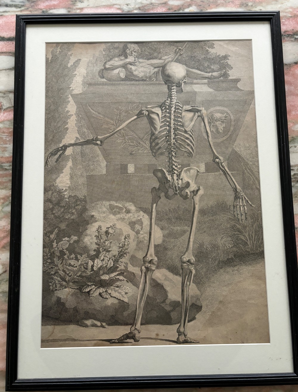 A framed monochrome 18th-century anatomical engraving depicting a human skeleton posed in front of a rhinoceros in a landscape. View VIII