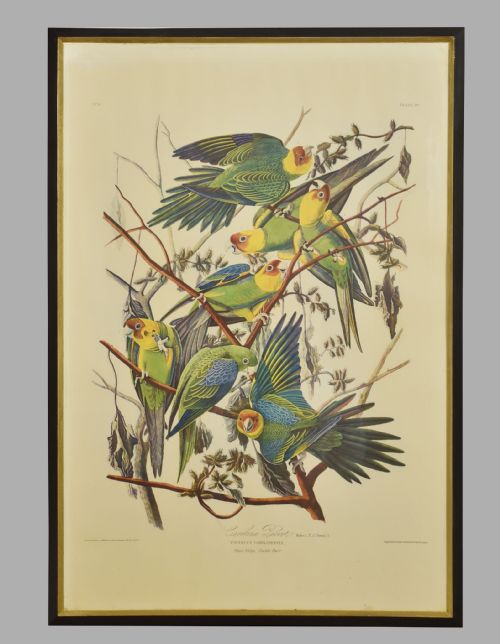 TWO LARGE ORNITHOLOGICAL STUDIES BIRDS - ADDITIONAL PHOTO 1