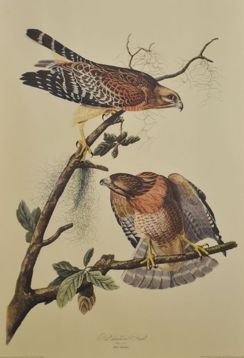 TWO LARGE ORNITHOLOGICAL STUDIES BIRDS - ADDITIONAL PHOTO 2