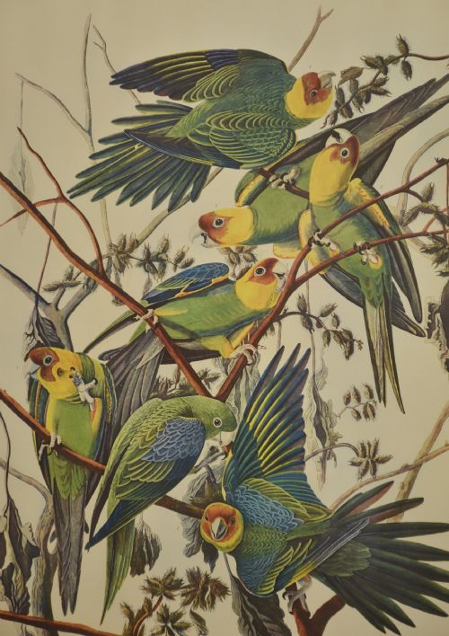 TWO LARGE ORNITHOLOGICAL STUDIES BIRDS - ADDITIONAL PHOTO 3