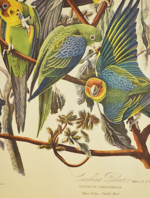 TWO LARGE ORNITHOLOGICAL STUDIES BIRDS - ADDITIONAL PHOTO 4