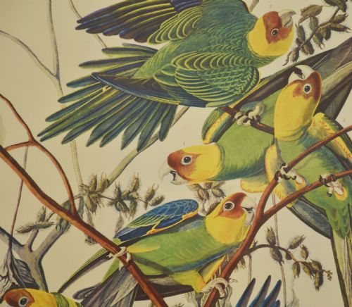 TWO LARGE ORNITHOLOGICAL STUDIES BIRDS - ADDITIONAL PHOTO 5