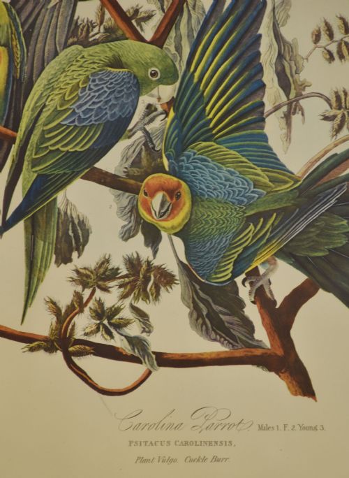 TWO LARGE ORNITHOLOGICAL STUDIES BIRDS - ADDITIONAL PHOTO 6