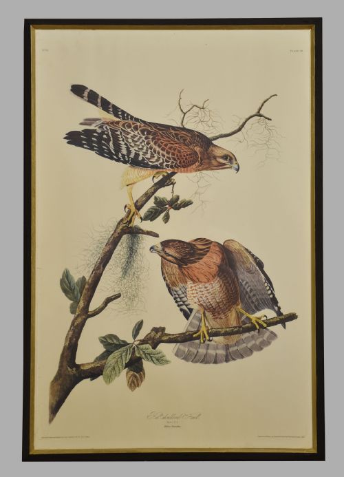 TWO LARGE ORNITHOLOGICAL STUDIES BIRDS - ADDITIONAL PHOTO 7