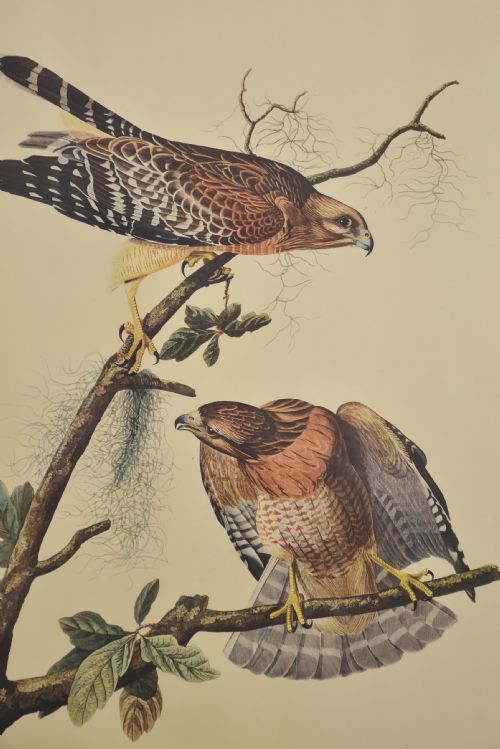 TWO LARGE ORNITHOLOGICAL STUDIES BIRDS - ADDITIONAL PHOTO 8