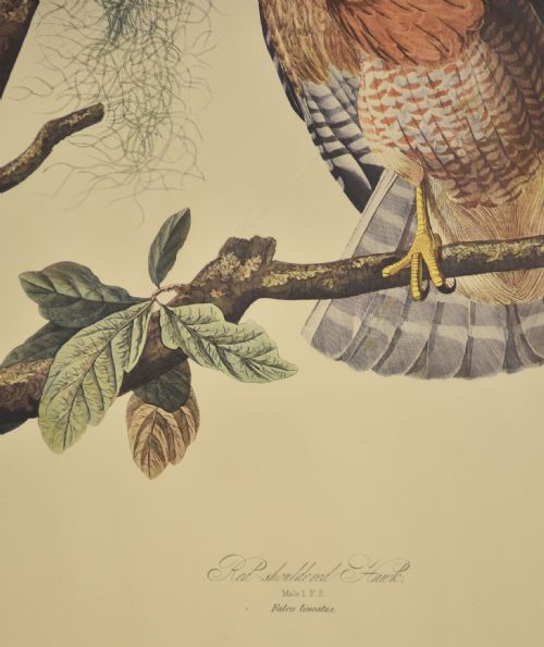 TWO LARGE ORNITHOLOGICAL STUDIES BIRDS - ADDITIONAL PHOTO 9