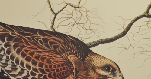 TWO LARGE ORNITHOLOGICAL STUDIES BIRDS - ADDITIONAL PHOTO 10