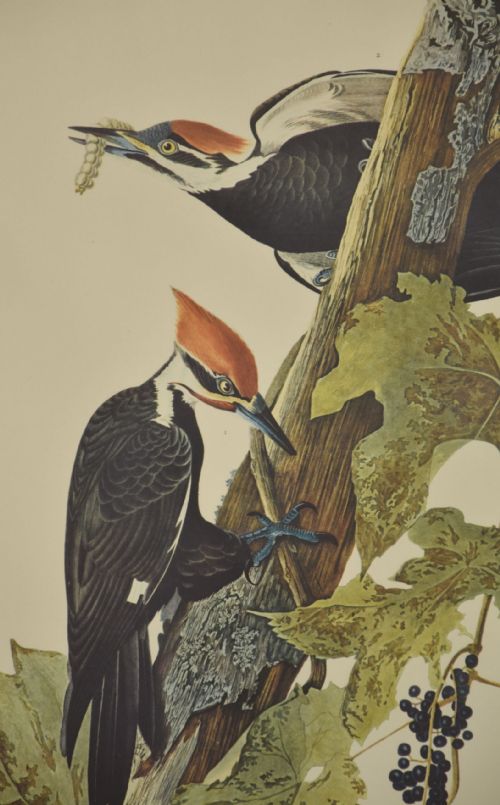 TWO LARGE ORNITHOLOGICAL STUDIES BIRDS - ADDITIONAL PHOTO 1