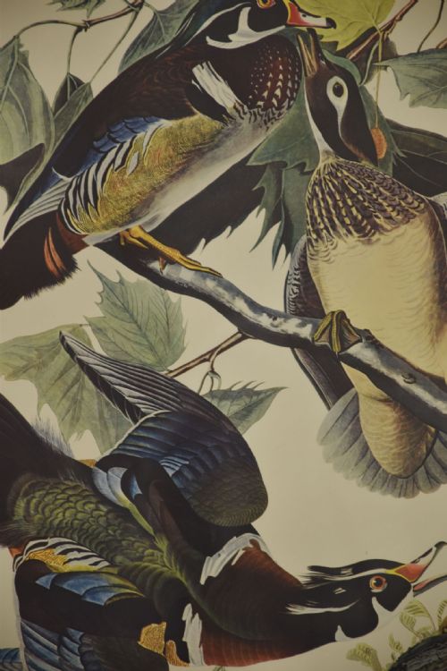 TWO LARGE ORNITHOLOGICAL STUDIES BIRDS - ADDITIONAL PHOTO 2