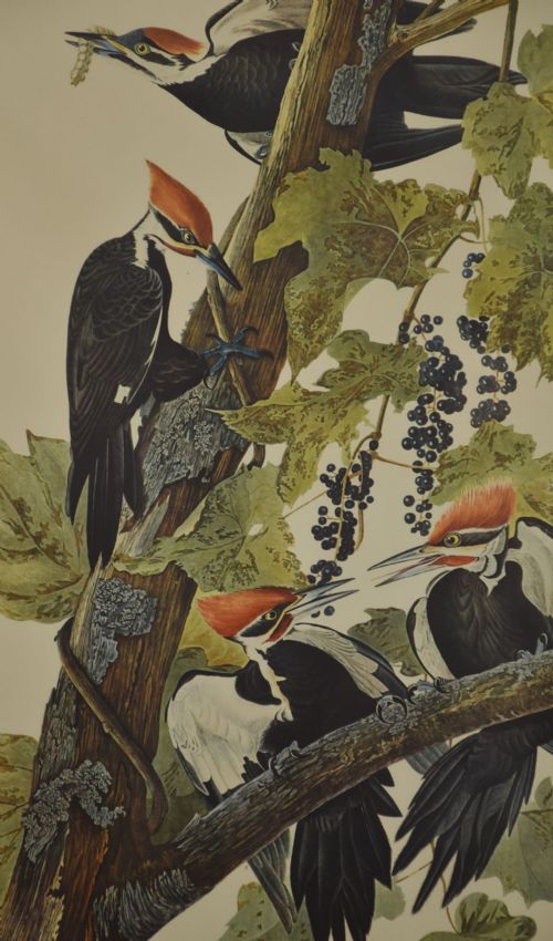 TWO LARGE ORNITHOLOGICAL STUDIES BIRDS - ADDITIONAL PHOTO 3