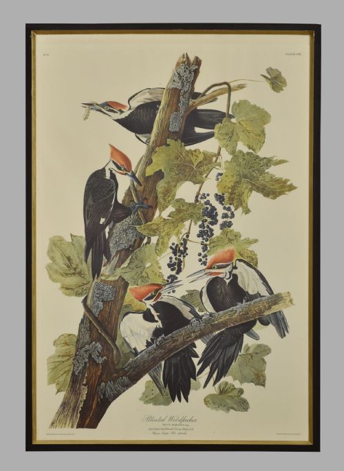 TWO LARGE ORNITHOLOGICAL STUDIES BIRDS - ADDITIONAL PHOTO 4