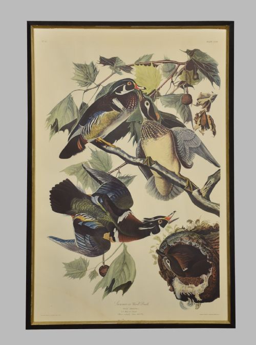 TWO LARGE ORNITHOLOGICAL STUDIES BIRDS - ADDITIONAL PHOTO 5