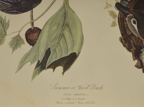 TWO LARGE ORNITHOLOGICAL STUDIES BIRDS - ADDITIONAL PHOTO 6