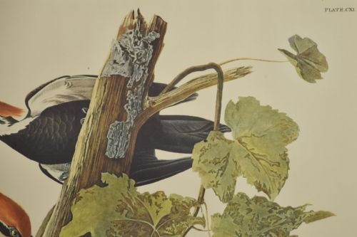 TWO LARGE ORNITHOLOGICAL STUDIES BIRDS - ADDITIONAL PHOTO 7