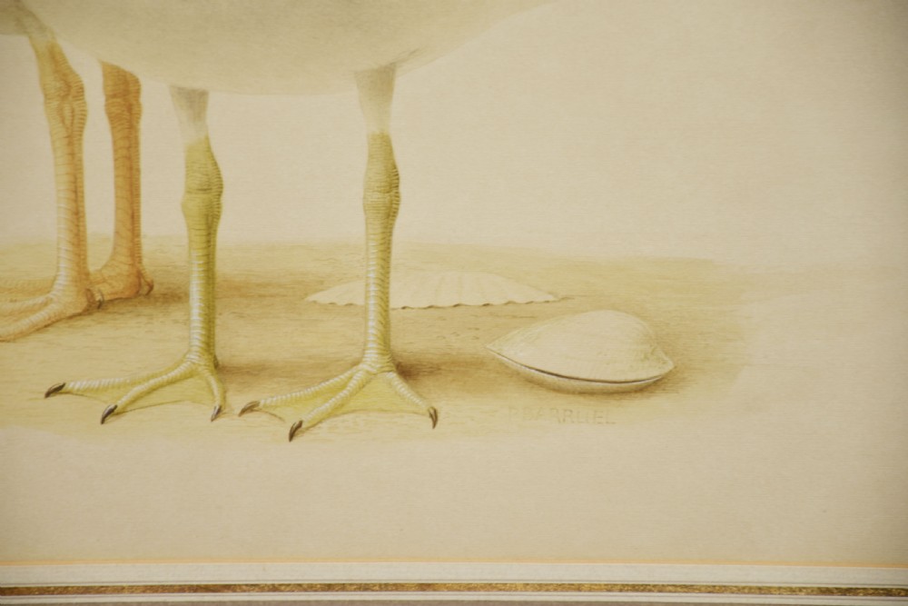 A framed watercolour painting depicting two seagulls on a sandy shore with shells, set within a lined double mount and a black frame with gilt trim. View III