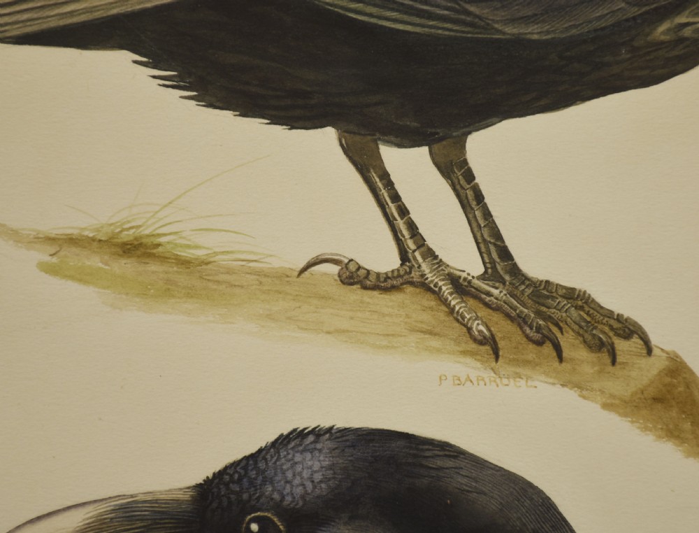 A framed watercolour painting depicting a profile view and head study of a raven on cream paper. View III