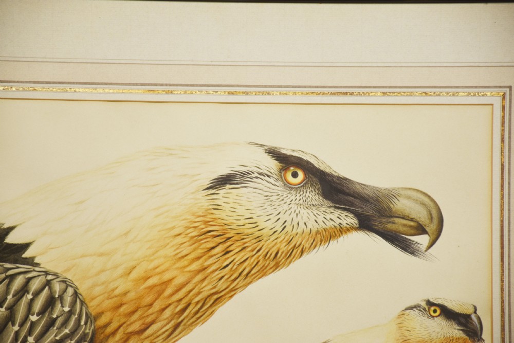 A framed watercolour illustration depicting a detailed profile study and full-body view of a bird of prey against a neutral background. View III