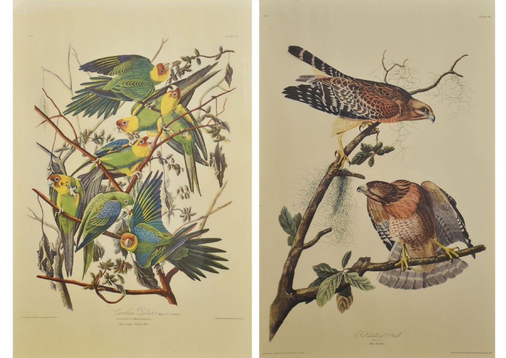 A pair of vertical antique ornithological prints depicting a flock of green Carolina parrots on the left and two brown hawks on the right.