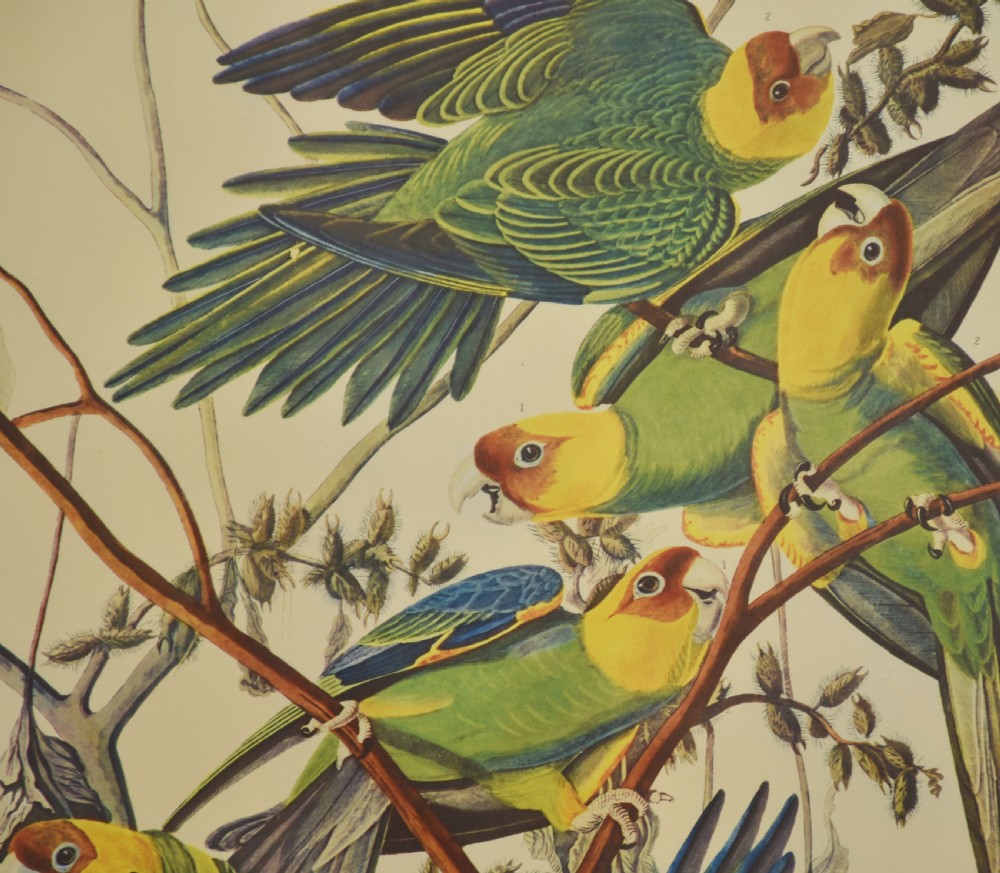 A pair of vertical antique ornithological prints depicting a flock of green Carolina parrots on the left and two brown hawks on the right. View VI