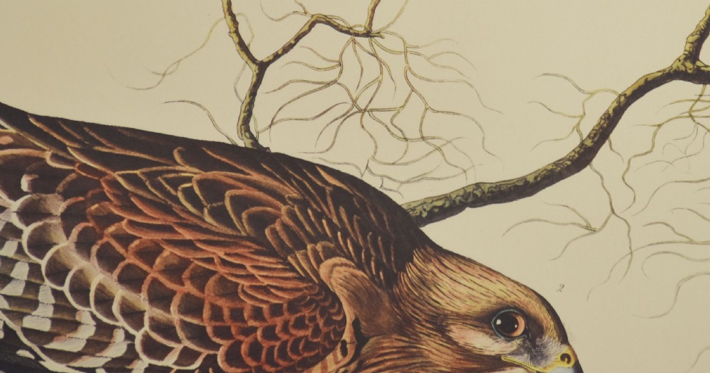 A pair of vertical antique ornithological prints depicting a flock of green Carolina parrots on the left and two brown hawks on the right. View XI