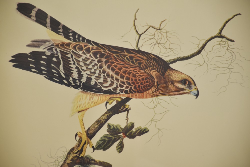 A pair of vertical antique ornithological prints depicting a flock of green Carolina parrots on the left and two brown hawks on the right. View XII