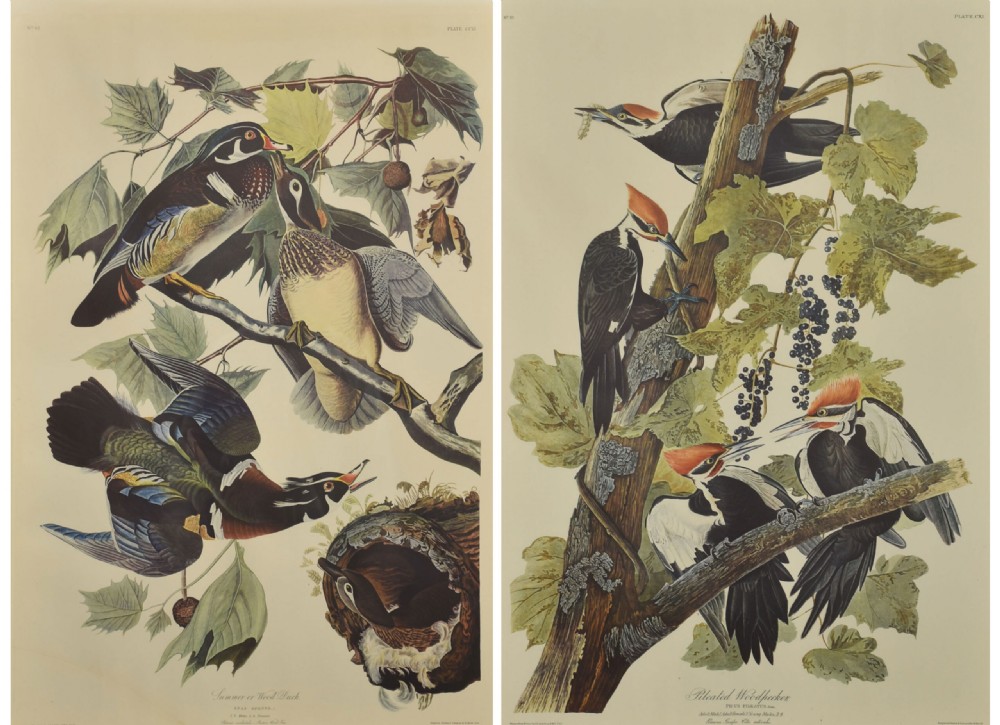 A pair of large vertical ornithological prints depicting wood ducks on the left and pileated woodpeckers on a branch on the right.