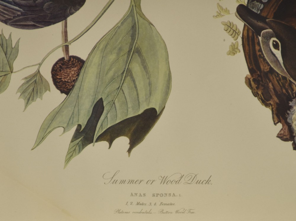 A pair of large vertical ornithological prints depicting wood ducks on the left and pileated woodpeckers on a branch on the right. View VII