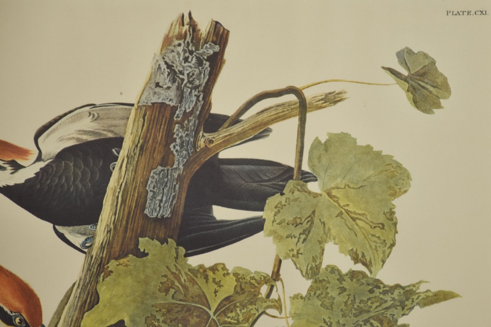 A pair of large vertical ornithological prints depicting wood ducks on the left and pileated woodpeckers on a branch on the right. View VIII