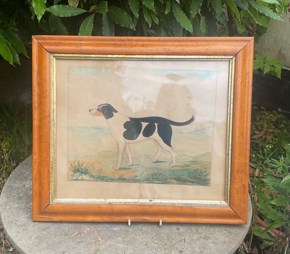 A Victorian naive watercolour painting depicting a black and white hound standing in profile, presented within a wide maple wood frame featuring a gilt inner slip.