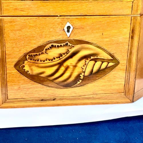 TEA CADDIE SATINWOOD WITH SHELL INLAYS GEORGIAN - ADDITIONAL PHOTO 1